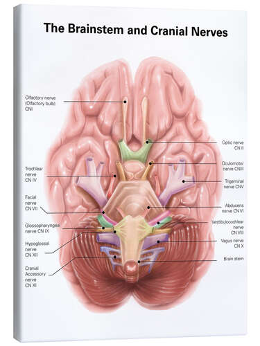 Leinwandbild Hirnstamm und Hirnnerven (Englisch)