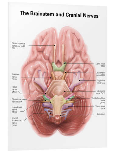 Foam board print Brain stem and cranial nerves