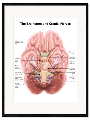 Framed art print Brain stem and cranial nerves