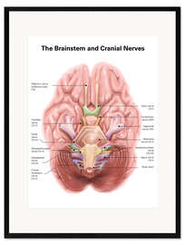 Kunsttryk i ramme Brain stem and cranial nerves