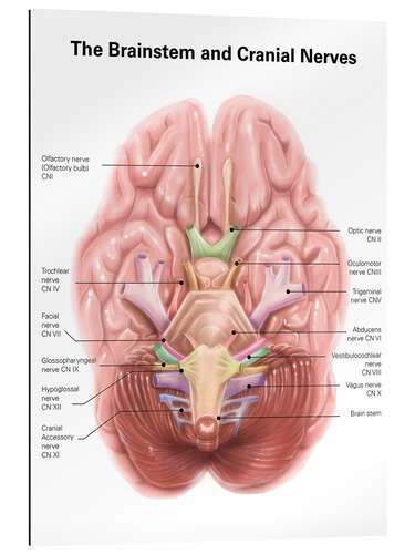 Gallery print Brain stem and cranial nerves