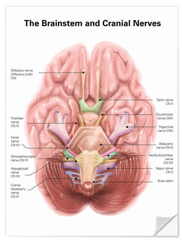 Selvklebende plakat Brain stem and cranial nerves