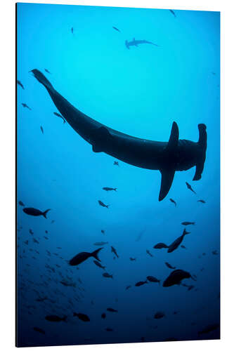 Aluminium print A scalloped hammerhead shark swims near Cocos Island, Costa Rica.