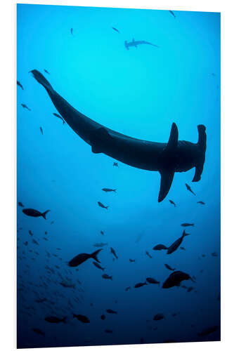 Foam board print A scalloped hammerhead shark swims near Cocos Island, Costa Rica.