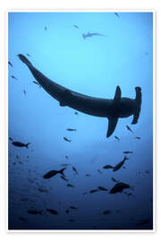 Poster A scalloped hammerhead shark swims near Cocos Island, Costa Rica.
