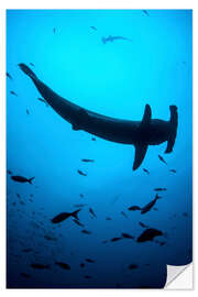 Wall sticker A scalloped hammerhead shark swims near Cocos Island, Costa Rica.