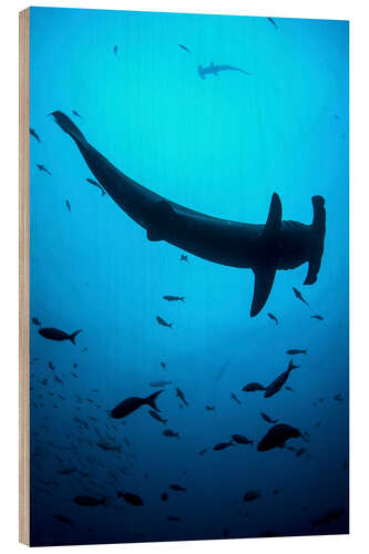 Hout print A scalloped hammerhead shark swims near Cocos Island, Costa Rica.