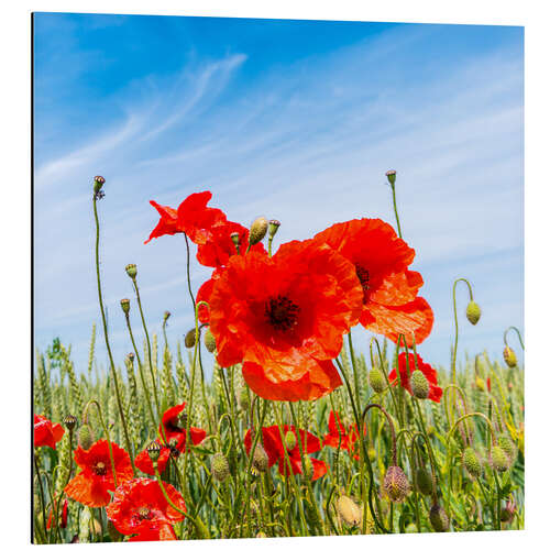 Tableau en aluminium Coquelicots rouges