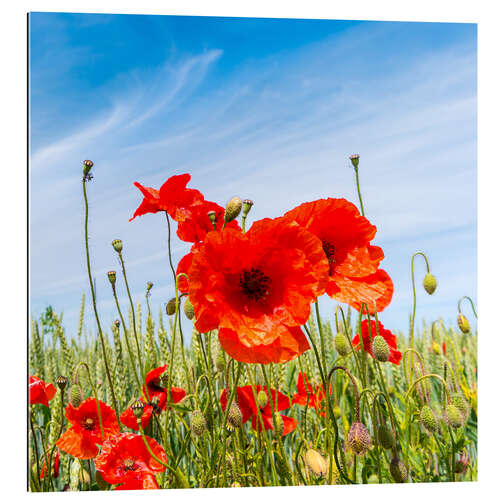 Galleriataulu red poppies