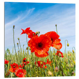 Galleritryck red poppies