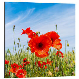 Magnettafel Rote Mohnblumen