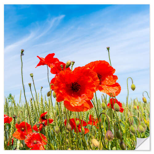 Sticker mural Coquelicots rouges