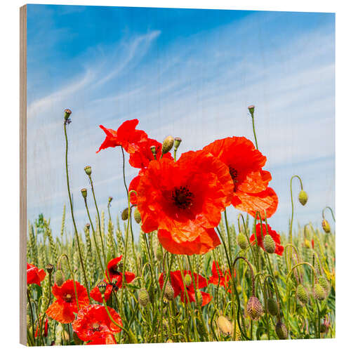 Wood print red poppies