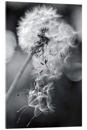 Quadro em acrílico Dandelion perde seu guarda-chuva