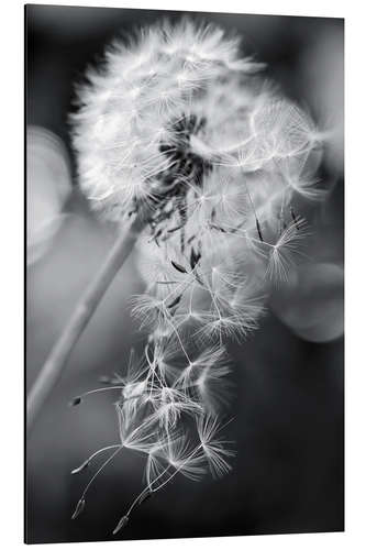 Aluminium print Dandelion loses her umbrella