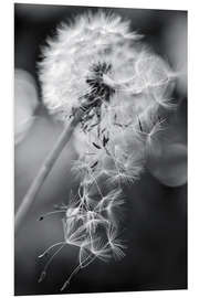 Foam board print Dandelion loses her umbrella