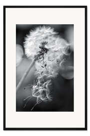 Gerahmter Kunstdruck Pusteblume im Wind