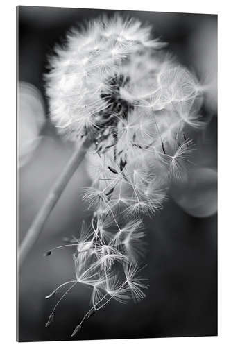 Gallery print Dandelion loses her umbrella