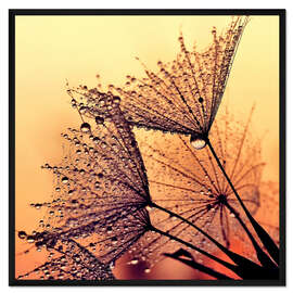 Gerahmter Kunstdruck Pusteblume Sunset Dream