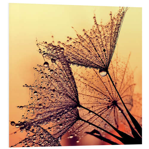 Foam board print Dandelion sunset dream