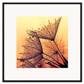 Impression artistique encadrée Pissenlit au coucher du soleil