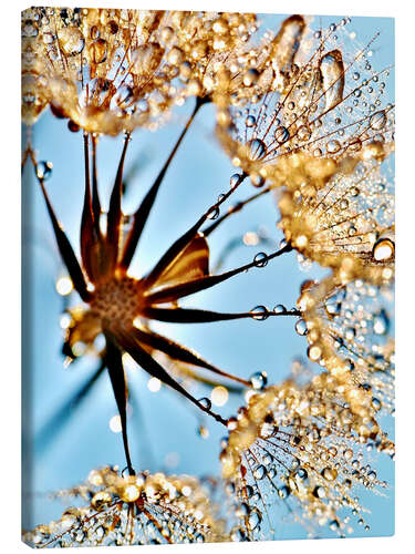 Leinwandbild Pusteblume tausend Tropfen