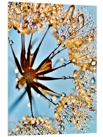 Foam board print Dandelion thousands drops