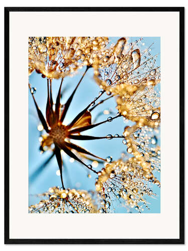 Inramat konsttryck Dandelion thousands drops