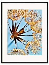 Inramat konsttryck Dandelion thousands drops