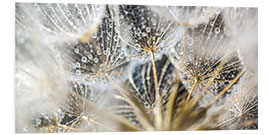 Foam board print Dandelion Spirit