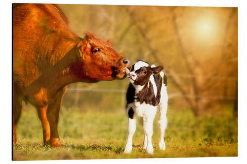 Cuadro de aluminio Cow and calf in the pasture