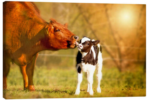 Obraz na płótnie Cow and calf in the pasture