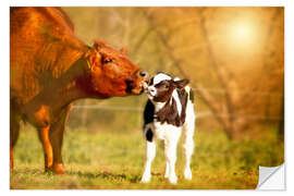 Wall sticker Cow and calf in the pasture