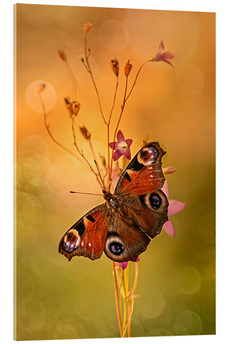 Acrylglasbild Tagpfauenauge auf Glockenblumen