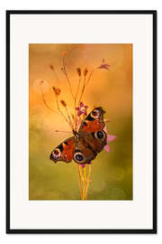 Gerahmter Kunstdruck Tagpfauenauge auf Glockenblumen