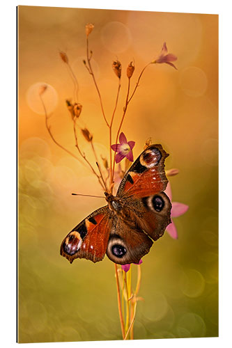 Galleritryck Peacock butterfly on bell flowers