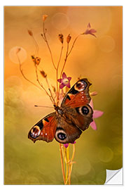 Vinilo para la pared Peacock butterfly on bell flowers