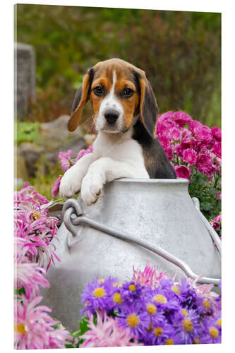 Stampa su vetro acrilico Cute Beagle dog puppy in a milk can