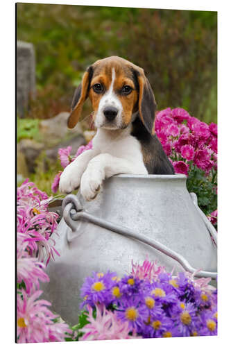 Aluminiumsbilde Cute Beagle dog puppy in a milk can