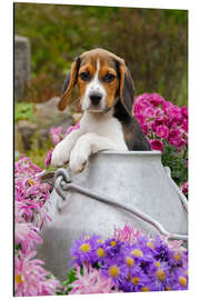 Aluminium print Cute Beagle dog puppy in a milk can