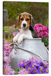 Tableau sur toile Cute Beagle dog puppy in a milk can