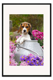 Gerahmter Kunstdruck Beagle Hund Welpe in einer Milchkanne