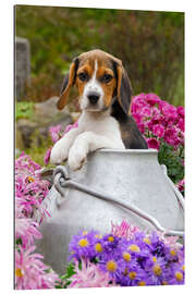 Quadro em plexi-alumínio Cute Beagle dog puppy in a milk can