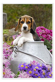 Stampa  Cute Beagle dog puppy in a milk can - Katho Menden