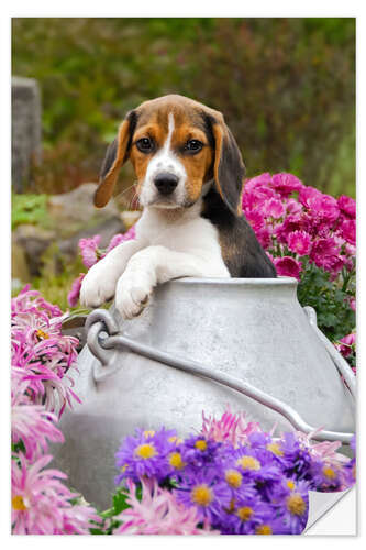 Wall sticker Cute Beagle dog puppy in a milk can