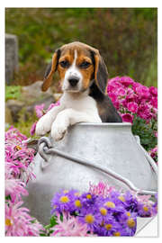 Sticker mural Cute Beagle dog puppy in a milk can