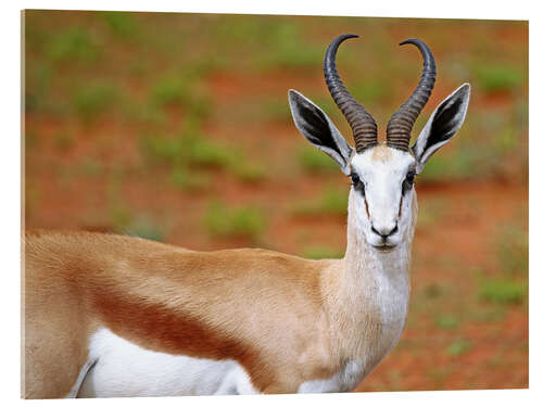 Acrylic print Springbok, Africa wildlife