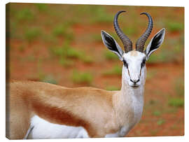 Canvas print Springbok, Africa wildlife