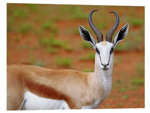 Hartschaumbild Springbock, Afrika wildlife