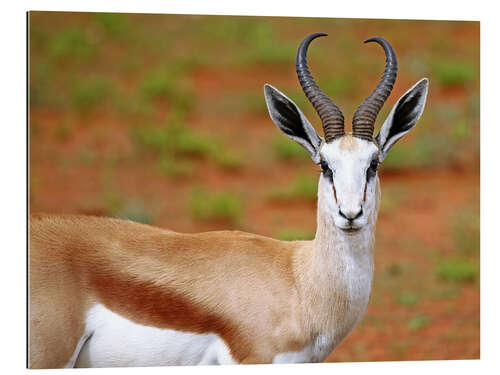 Gallery print Springbok, Africa wildlife